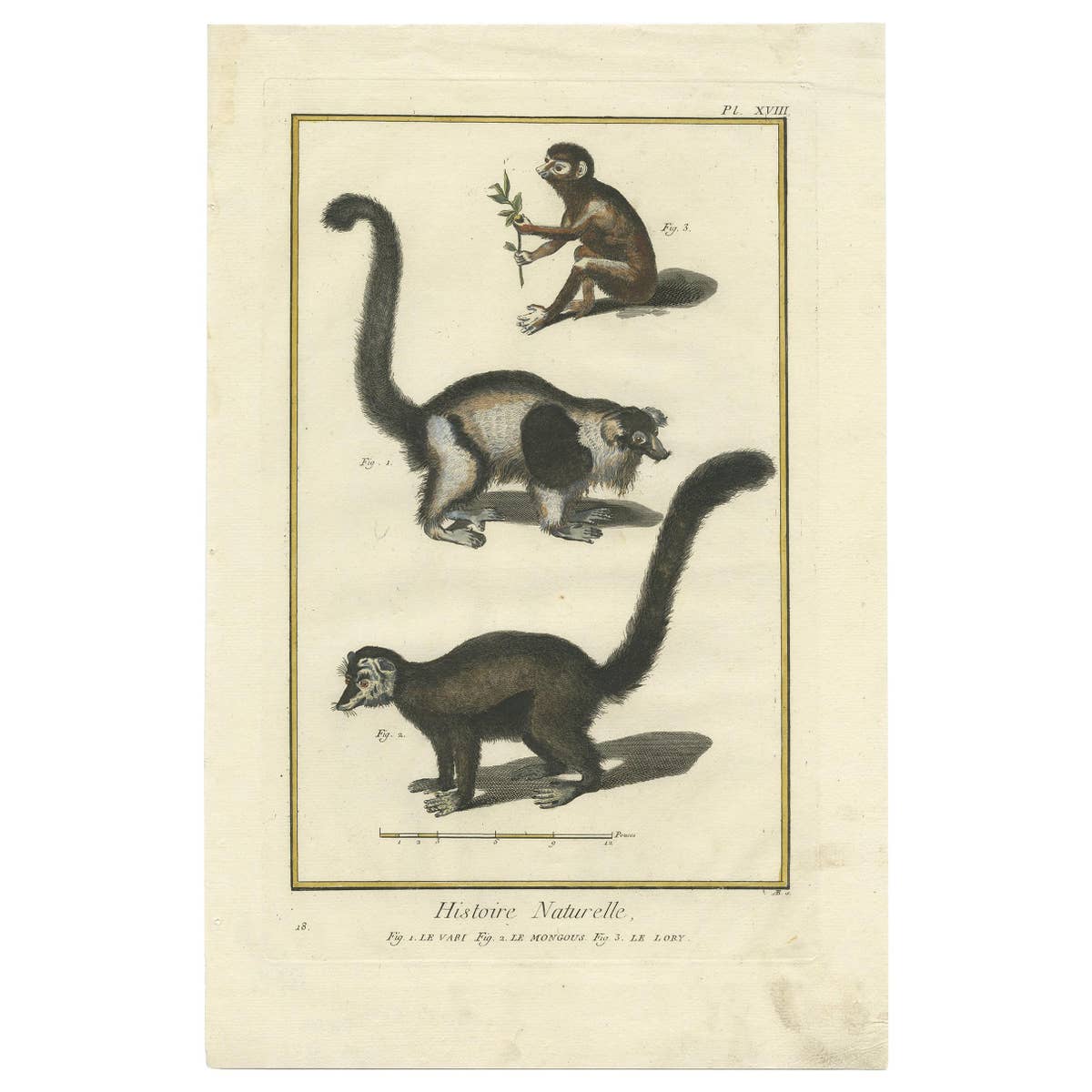Antique Handcolored Engraving of Vari Monkey, Mongoose, Lori Print, 1774