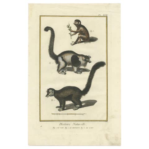 Antique Handcolored Engraving of Vari Monkey, Mongoose, Lori Print, 1774