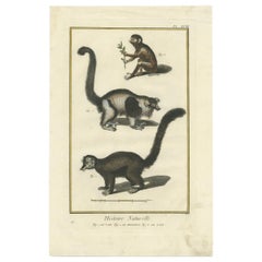 Antique Print of a Vari, Mongoose and Lori by Diderot '1774'