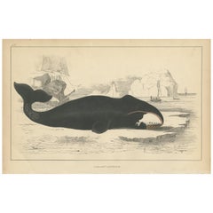 Antique Print of a Whale by Fullarton, circa 1850