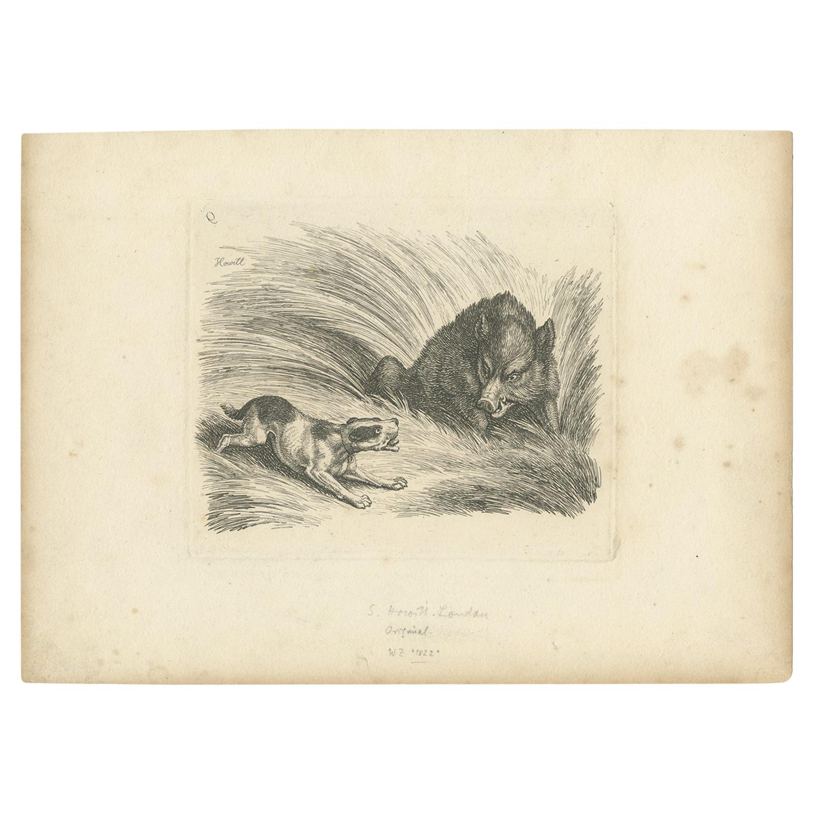 Antique Print of a Wild Boar and a Dog by Howitt, 'c.1820'