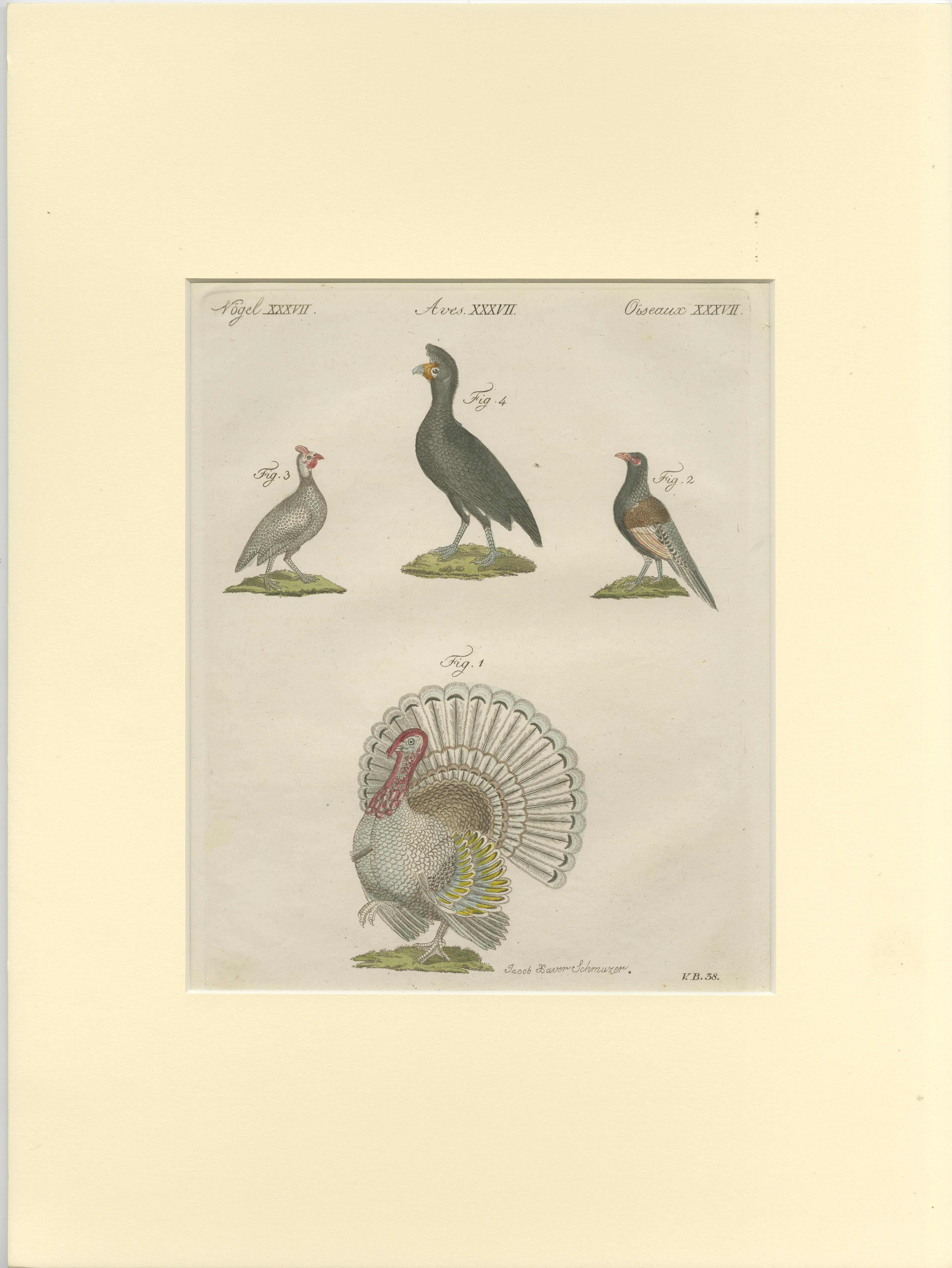 Gravure ancienne illustrant un dindon sauvage, un faisan, une pintade casquée et un courlis. Cette estampe provient du 