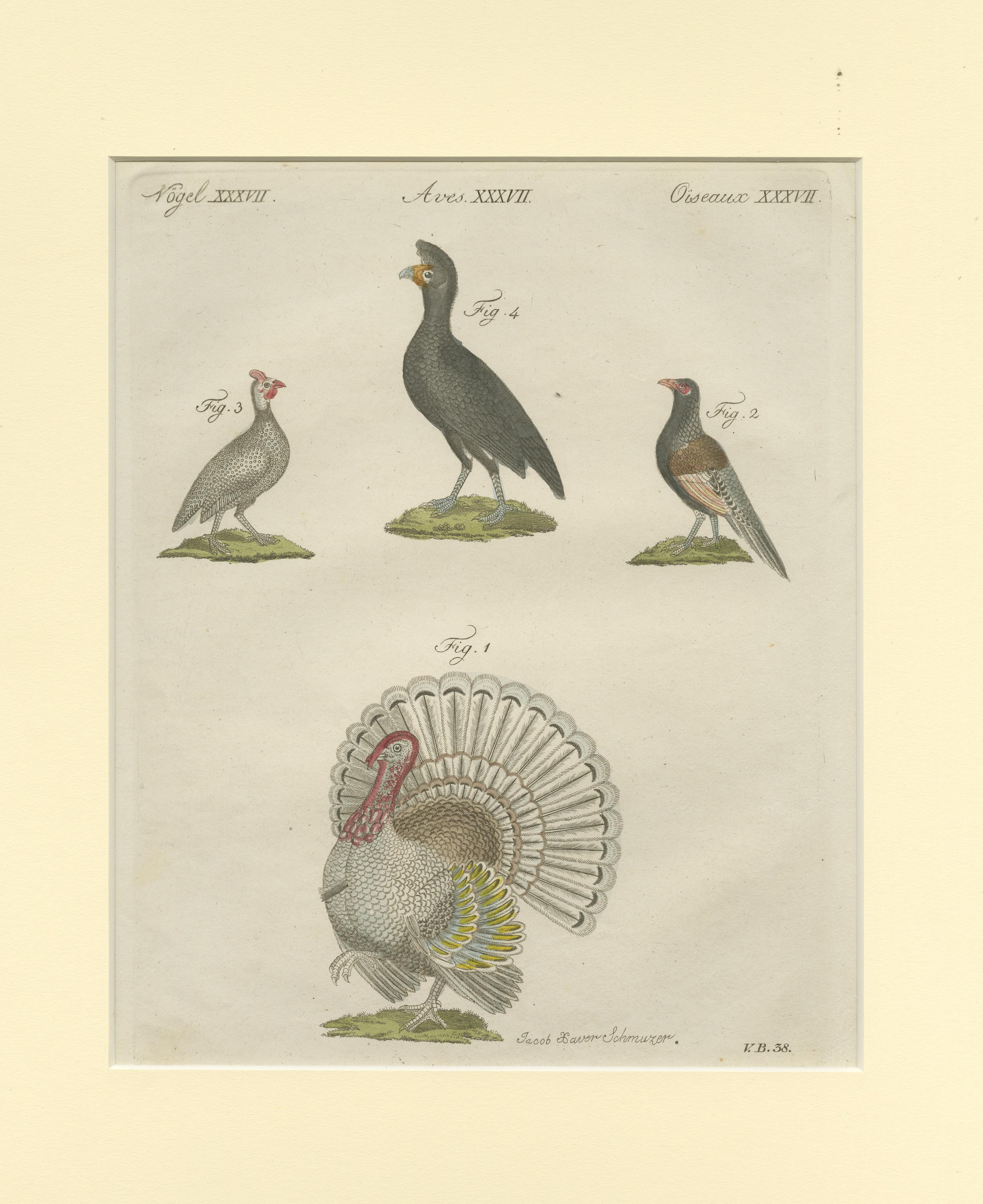 langue d'oiseau turc