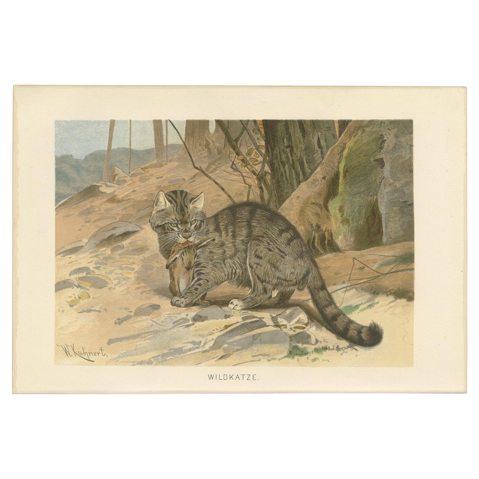 Antique Print of a Wildcat by Brehm 'c.1890' For Sale