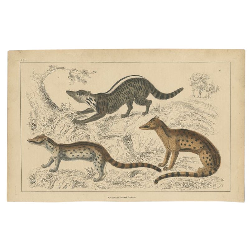 Impression ancienne d'un Zibet, Genet fossile et malacca, C.1860