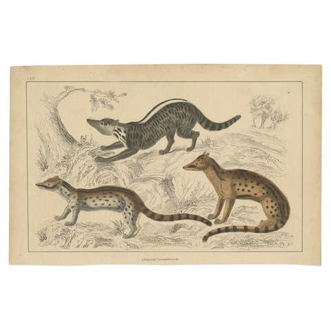 Antique Print of a Zibet, Fossane and Malacca Genet, C.1860