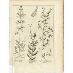 Antique Print of a Ziziphus and Other Plants by Shaw, 1780