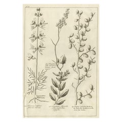 Impression ancienne d'un Ziziphus et d'autres plantes de Shaw, 1780