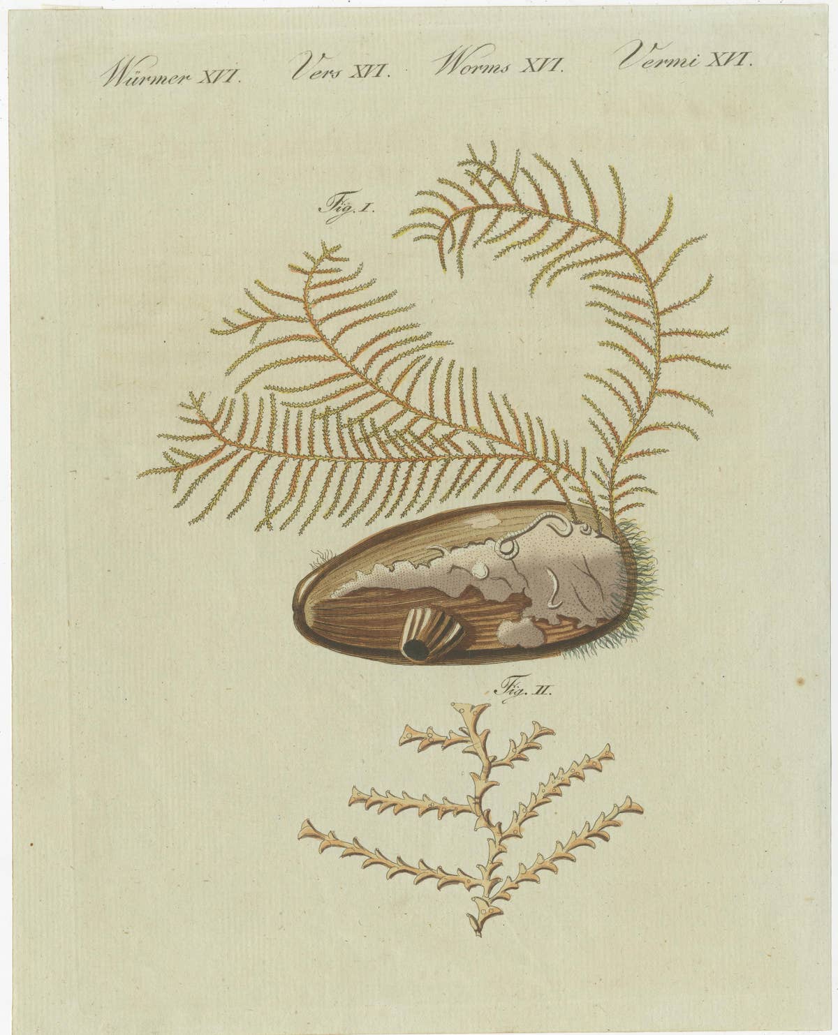 Antique Print of Abietinaria Abietina, Genus of Hydrozoans