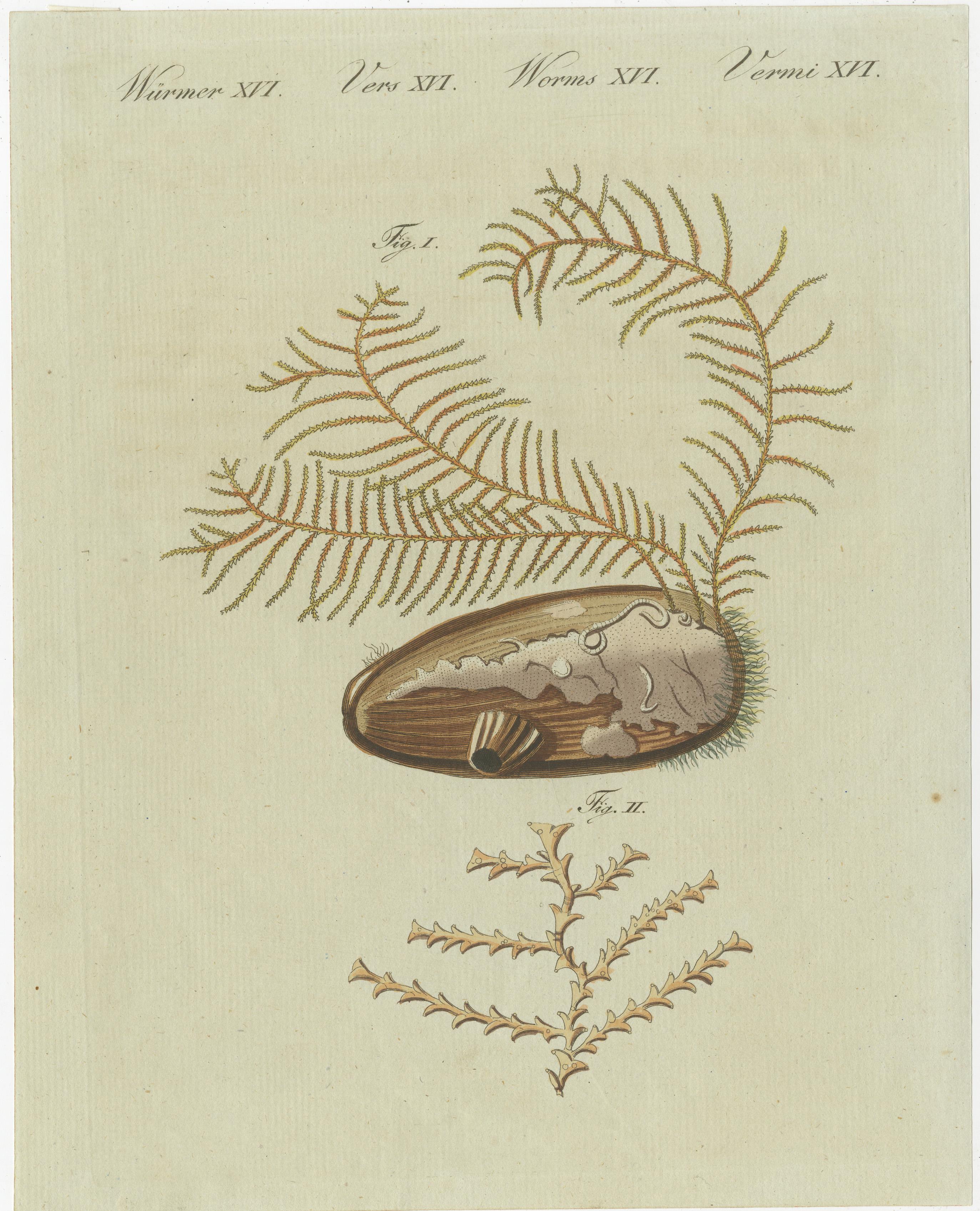 Paper Antique Print of Abietinaria Abietina, Genus of Hydrozoans For Sale