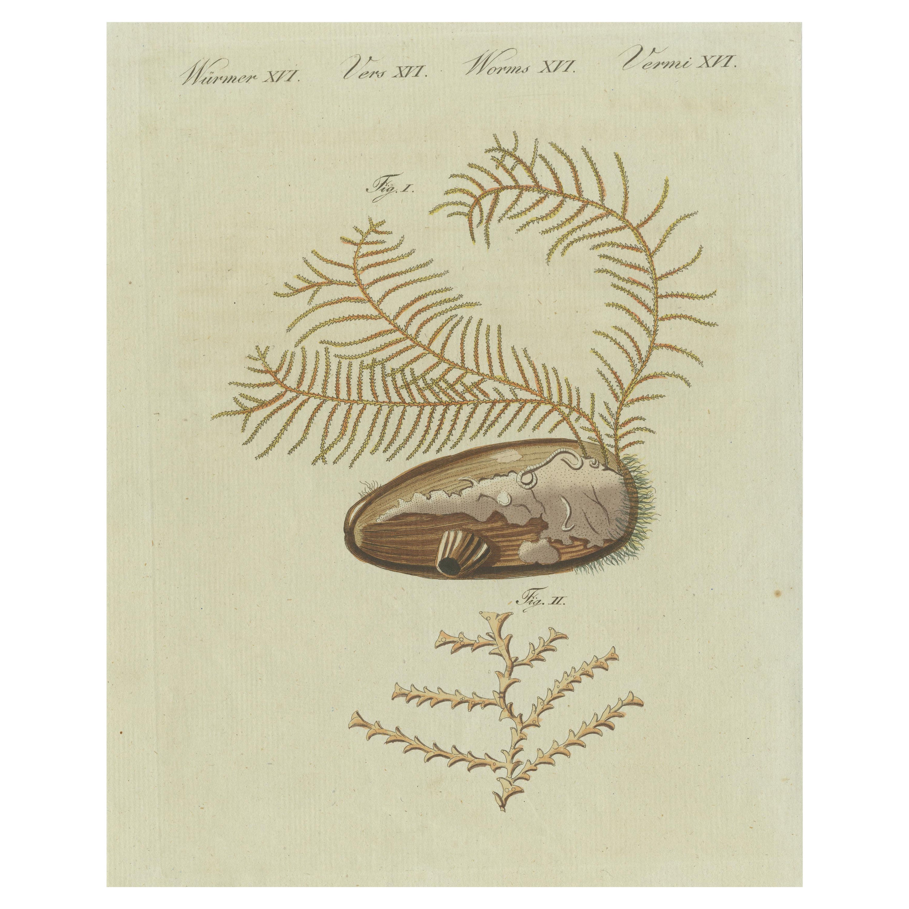 Antiker Druck von Abietinaria Abietina, Genus der Hydrozoans