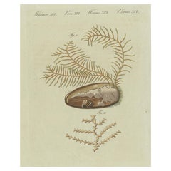 Antiker Druck von Abietinaria Abietina, Genus der Hydrozoans