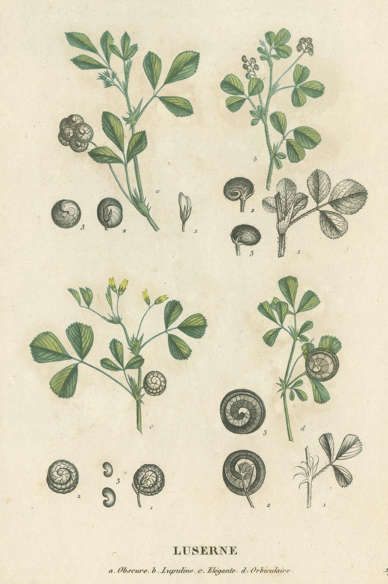 Gravure ancienne de Luzerne par Jaume Saint-Hilaire '1829' Bon état - En vente à Langweer, NL
