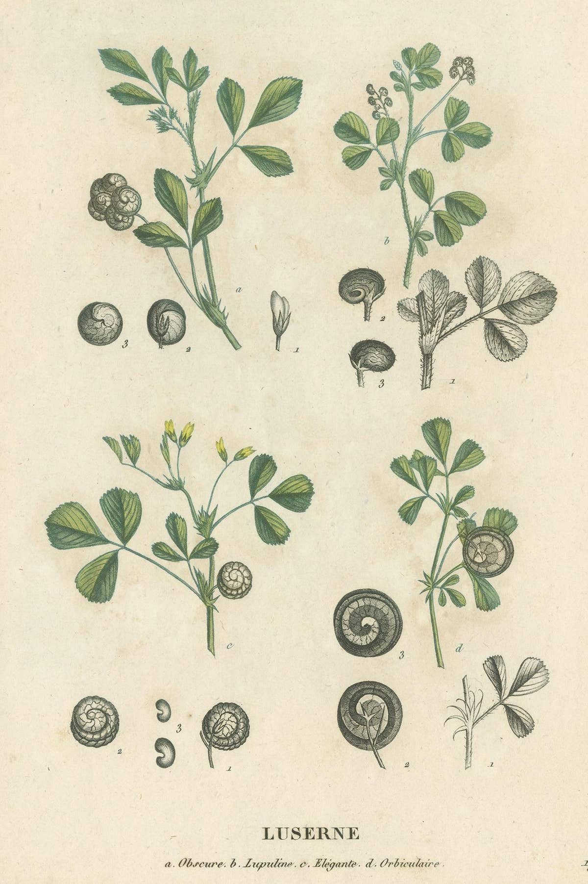 Antique Print of Alfalfa 'or Lucerne' by Jaume Saint-Hilaire '1829'