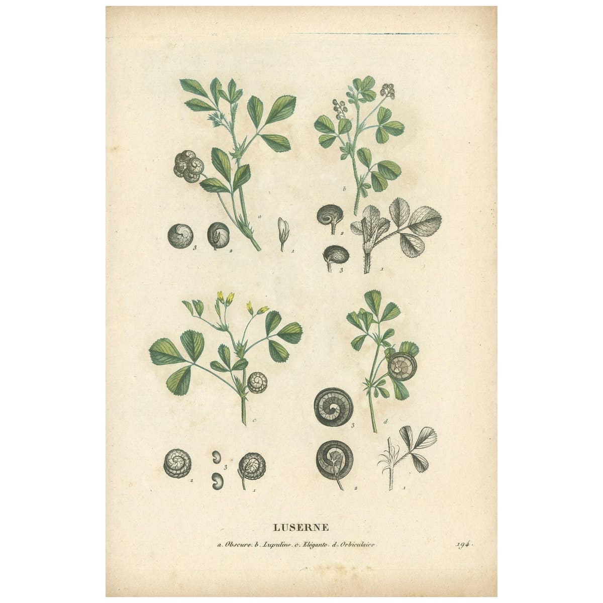 Antique Print of Alfalfa 'or Lucerne' by Jaume Saint-Hilaire '1829'
