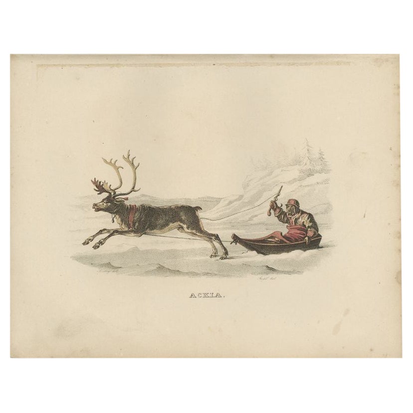 Antique Print of an Ackja Sleigh traditionally used by the Sami