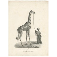 Antique Print of an African Giraffe by Schinz, c.1830