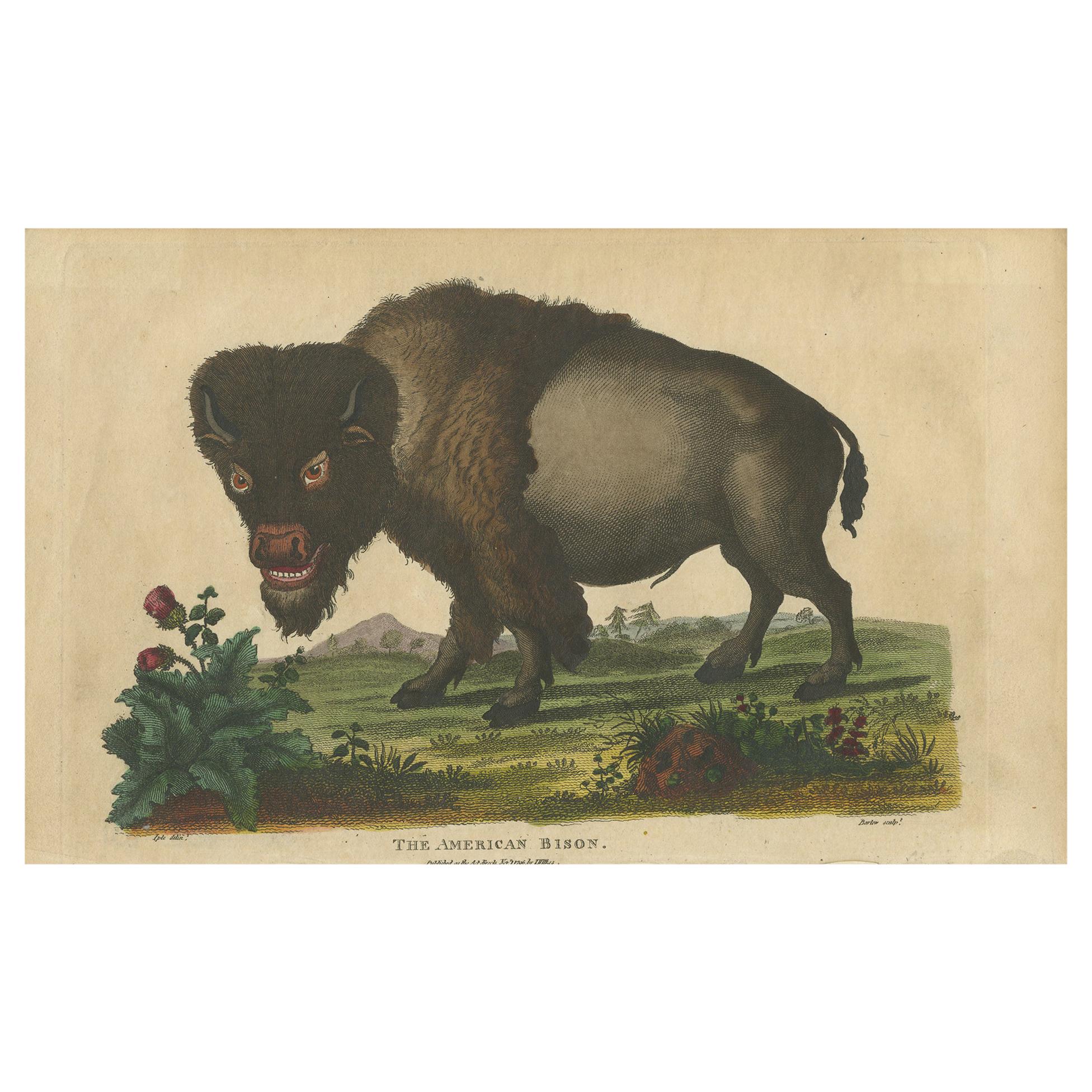Antique Print of an American Bison by Wilkes, 1796 For Sale