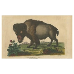 Stampa antica di un bisonte americano di Wilkes, 1796