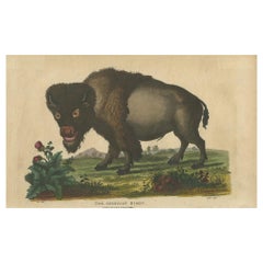 Impression ancienne d'un bison américain par Wilkes, 1796