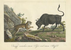 Antique Hand-colored Print of a Fighting Tiger and Buffalo in Indonesia, c.1830