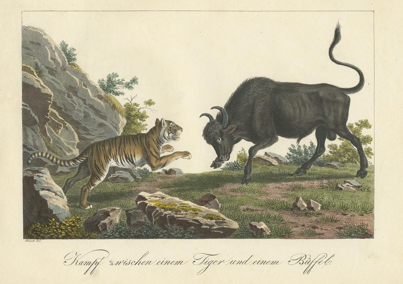 bull and tiger