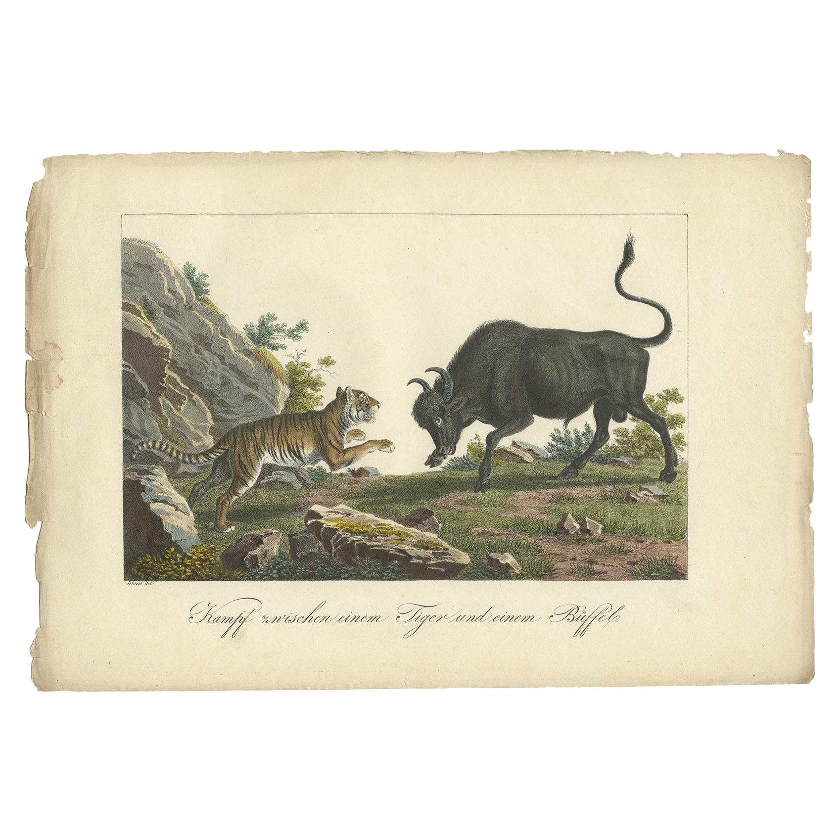 Antique Hand-colored Print of a Fighting Tiger and Buffalo in Indonesia, c.1830