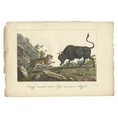 Antiker handkolorierter Druck eines kämpfenden Tigers und Büffels in Indonesien:: ca. 1830