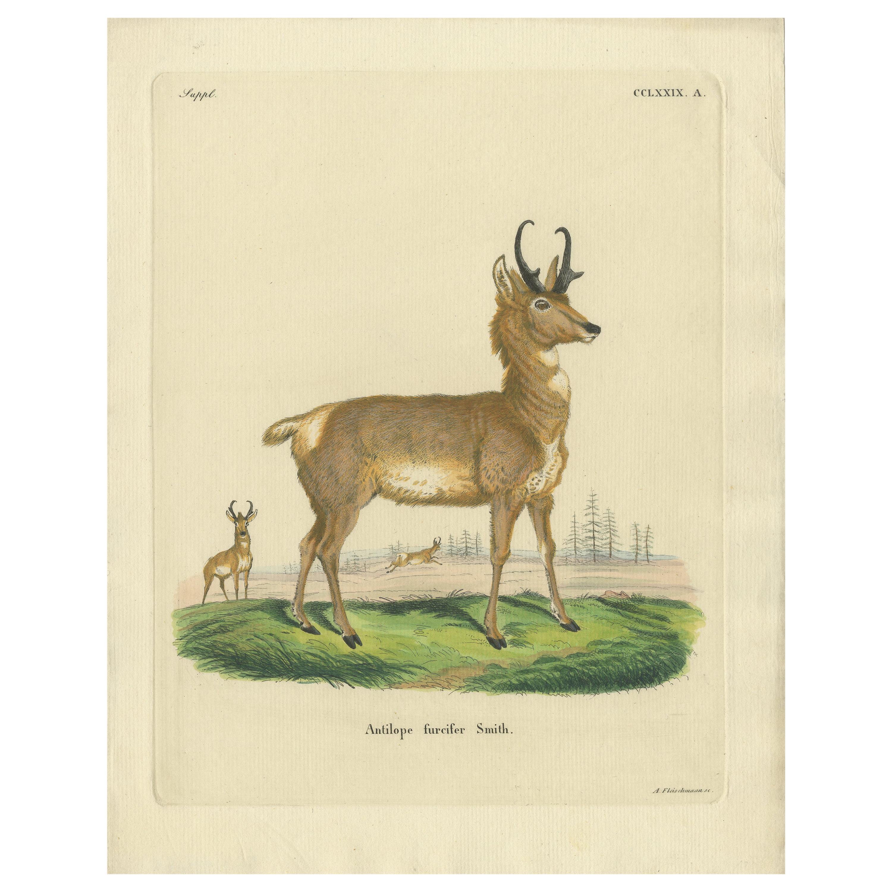 Antique Print of a nice Hand-colored Antelope by Schreber '1775' For Sale