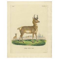 Antique Print of a nice Hand-colored Antelope by Schreber '1775'