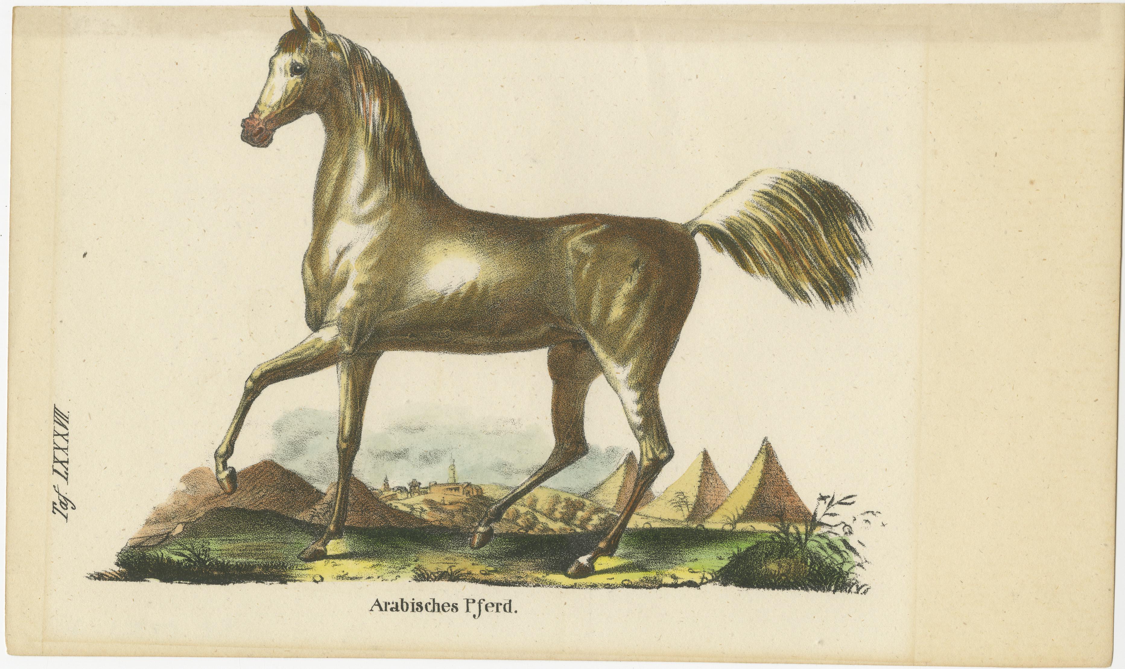 Antique print titled 'Arabisches Pferd'. Old print of an Arabian horse. Source unknown, to be determined. Published circa 1880.