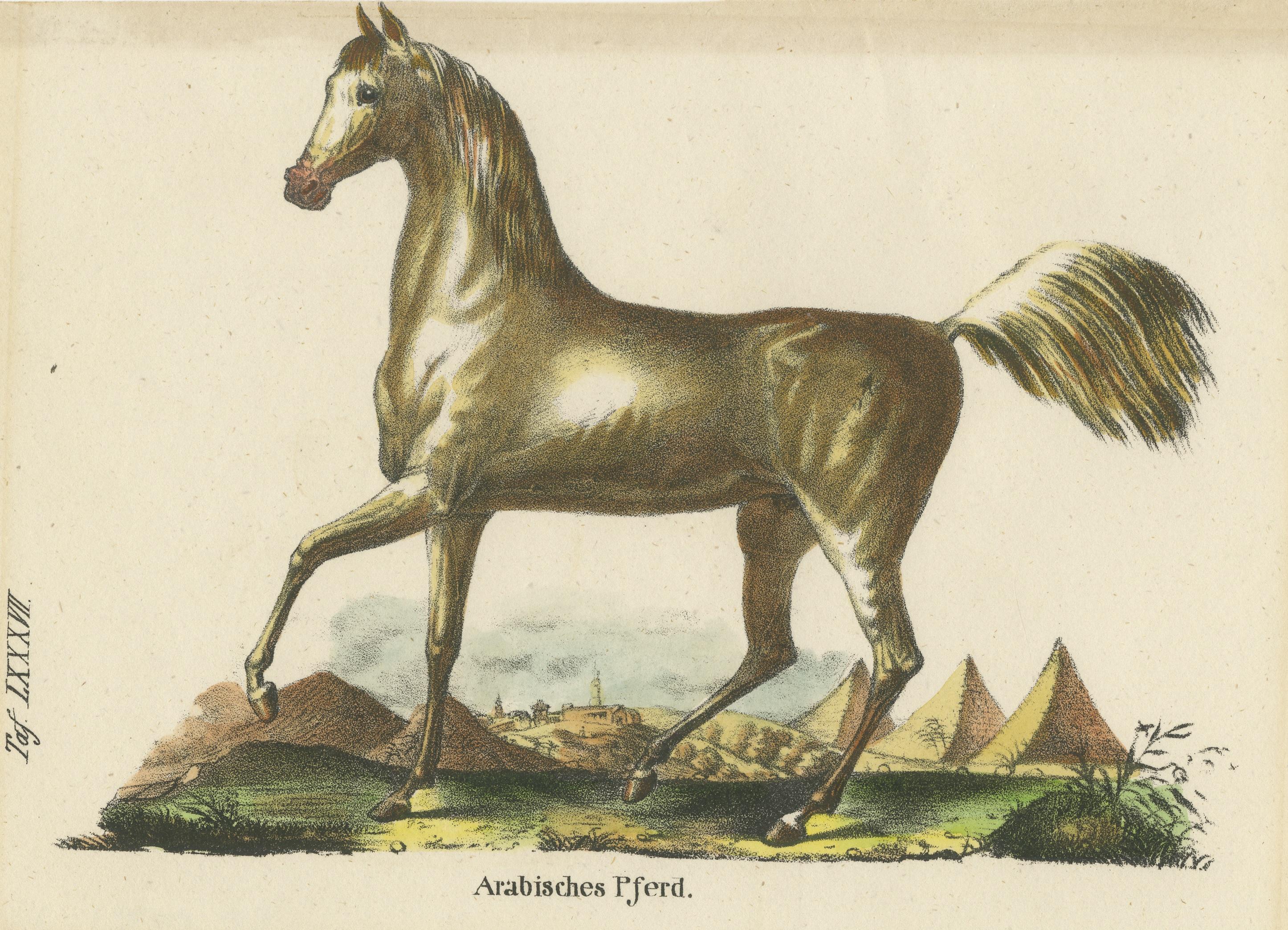 old arabian horses