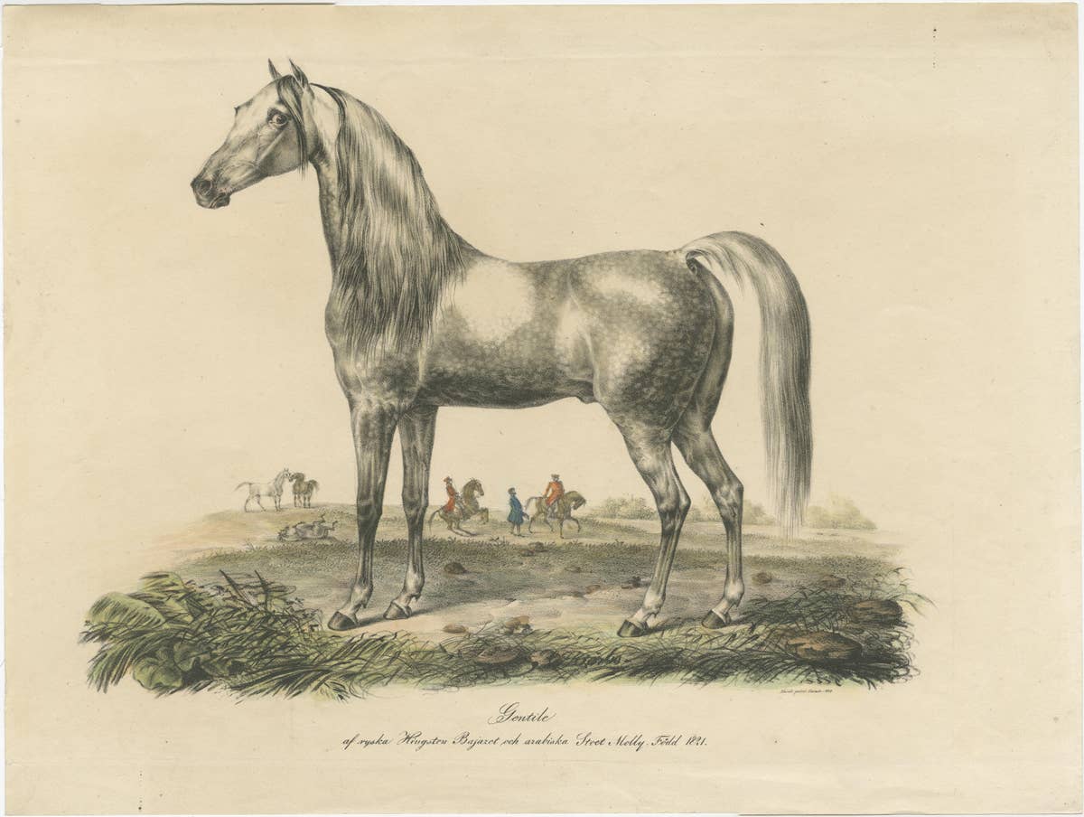 Antique Print of an Arabic Horse Named Gentile