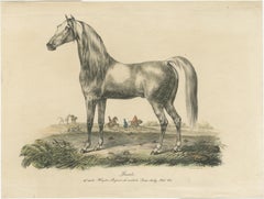 Antique Print of an Arabic Horse Named Gentile
