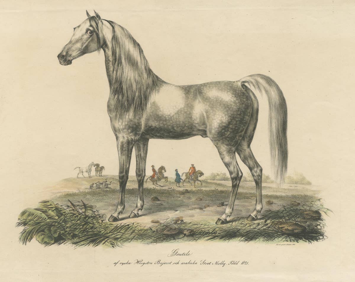 Antique Print of an Arabic Horse Named Gentile