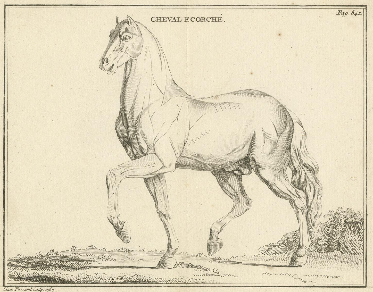 Antique print titled 'Cheval Ecorché'. Copper engraving of an écorché of a horse. An écorché is a figure drawn, painted, or sculpted showing the muscles of the body without skin. This print originates from 'Handboek der genees- en verloskunde van
