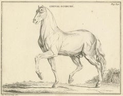 Antique Print of an Écorché of a Horse by Fessard, '1819'