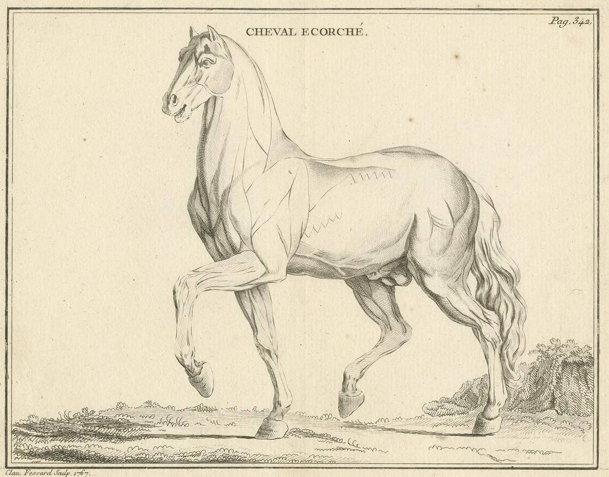 Antique Print of an Écorché of a Horse by Fessard, '1819'