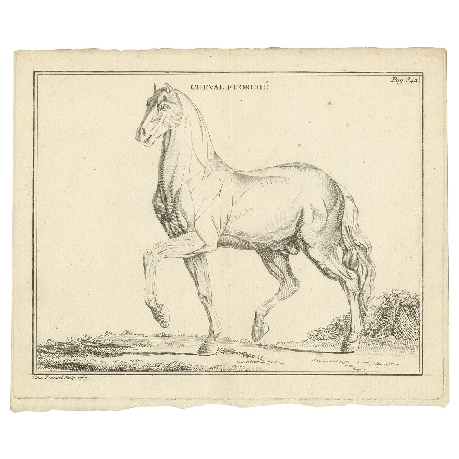 Gravure ancienne d'un écorché de cheval par Fessard:: '1819' en vente