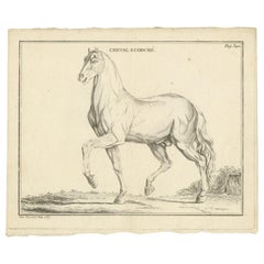 Antique Print of an Écorché of a Horse by Fessard, '1819'