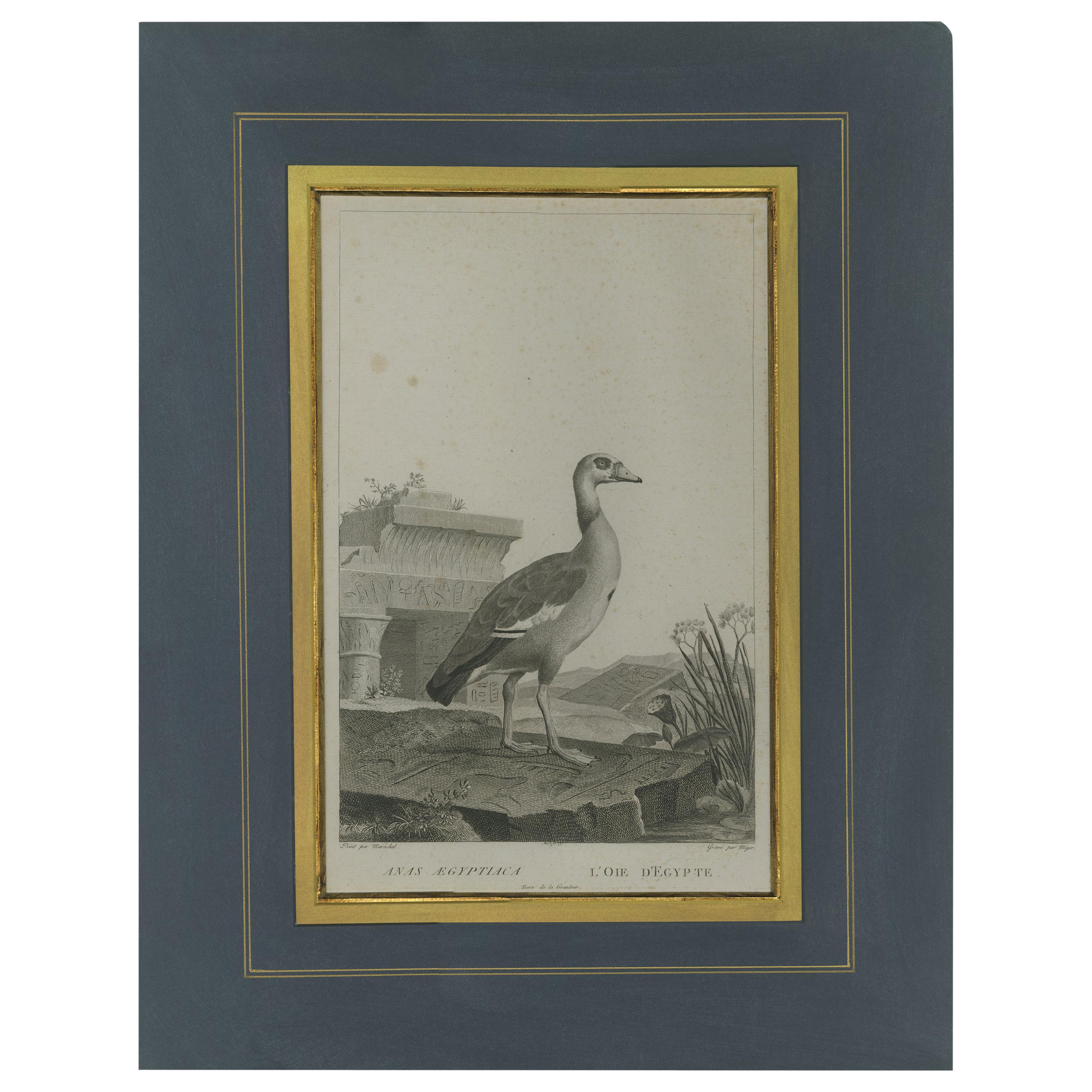 Impression ancienne d'une oie égyptienne par Miger, vers 1808