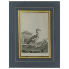 Antique Print of an Egyptian Goose by Miger 'c.1808'