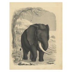 Antique Print of an Elephant by Hoffmann, '1846'