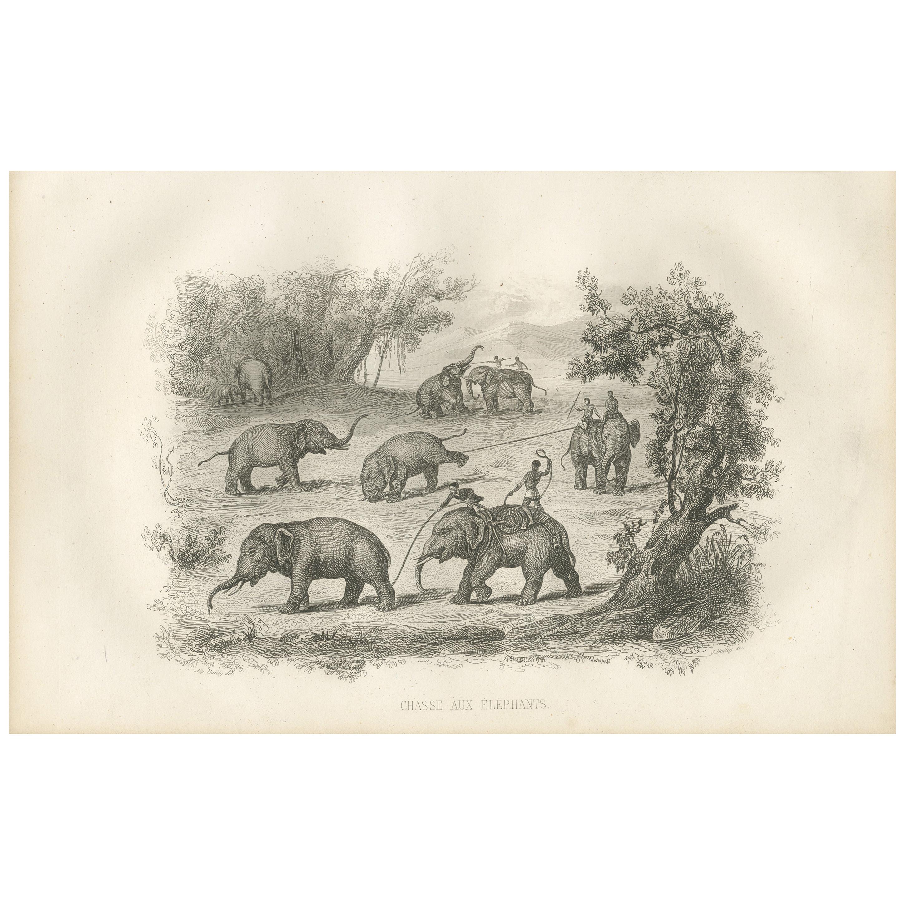 Antique Print of an Elephant Hunt by D'Urville (1853)