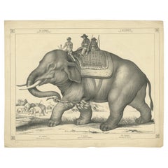 Antique Print of an Elephant Used to Hunt Other Elephants, 
c.1860
