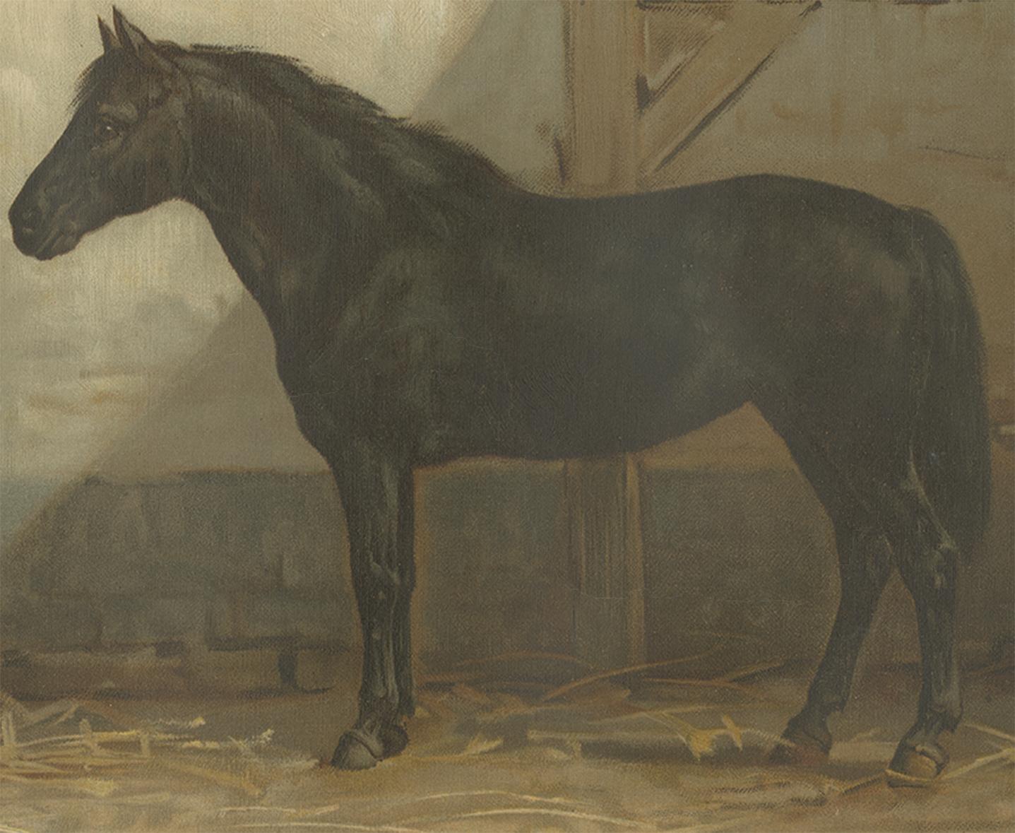 Antique Print of an English and French Pony by O. Eerelman, 1898 In Good Condition For Sale In Langweer, NL