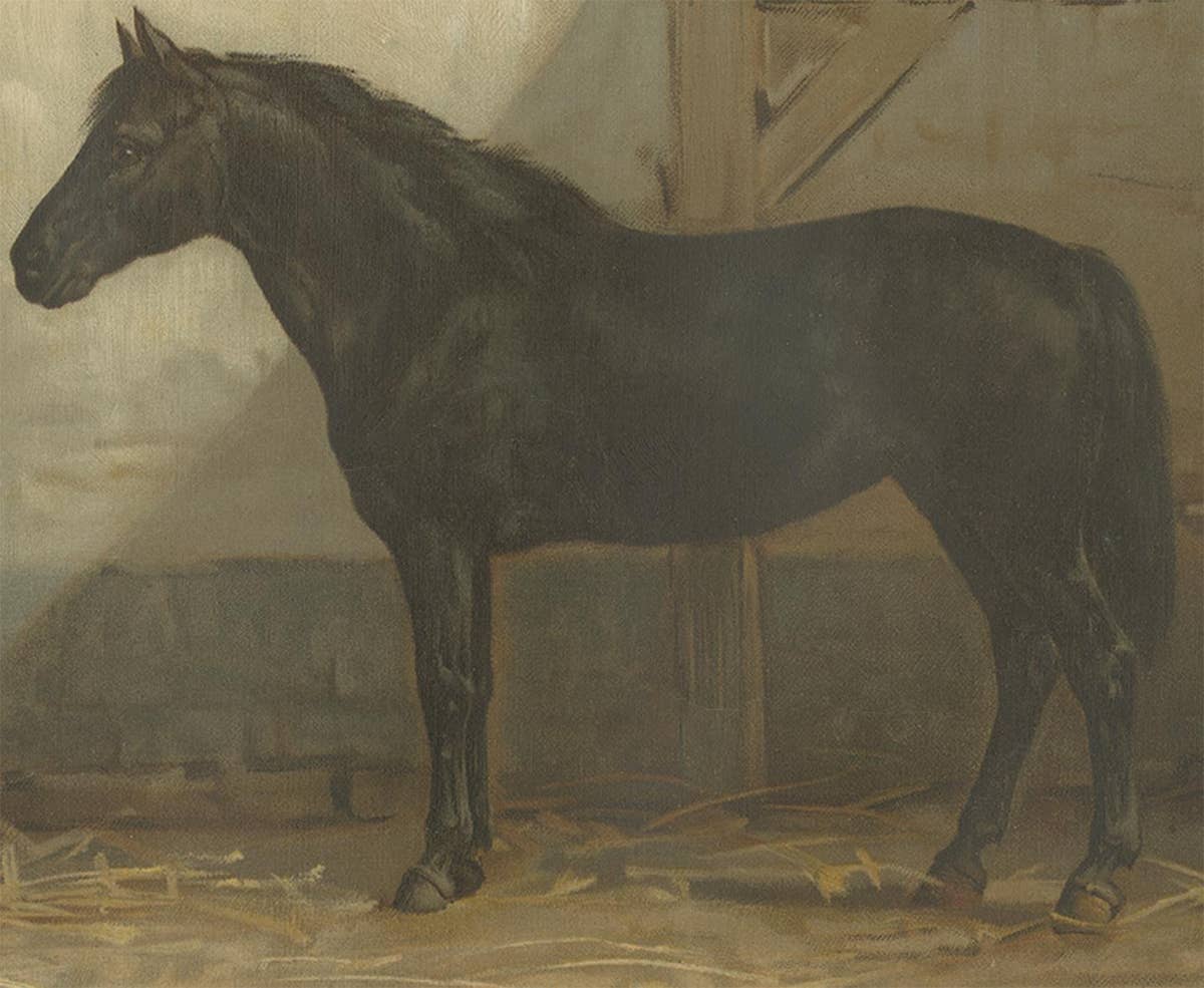 Antique Print of an English and French Pony by O. Eerelman, 1898