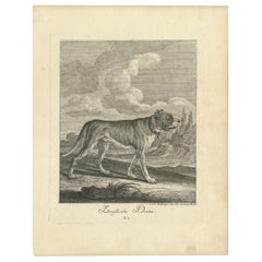 Antique Print of an English Mastiff Dog by Ridinger 'c.1760'