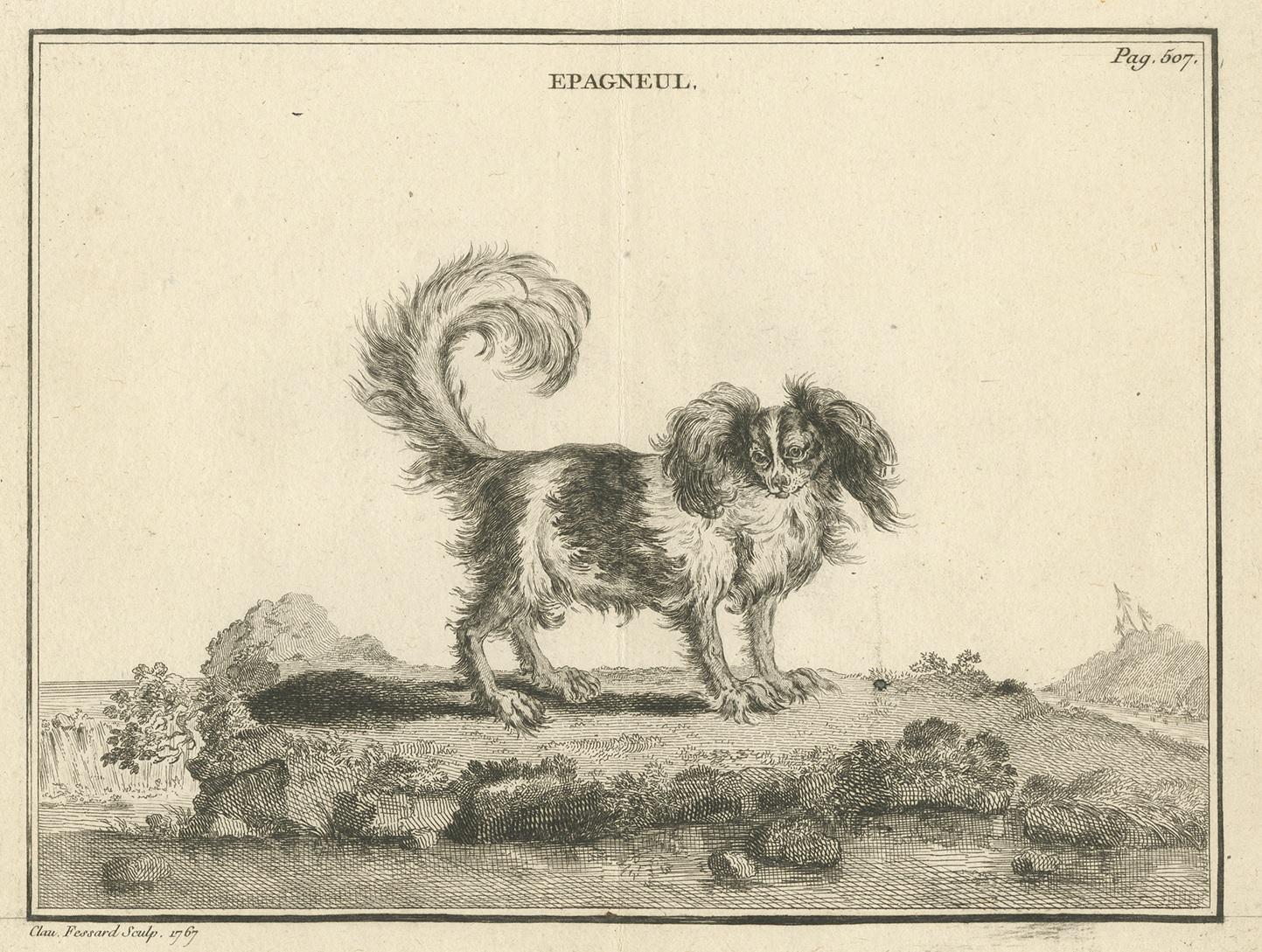 Antique print titled 'Epagneul'. Copper engraving of a Brittany dog (?). This print originates from 'Handboek der genees- en verloskunde van het vee (..)' by A. Numan. Published by R.J. Schierbeek, 1819. Engraved by C. Fessard.