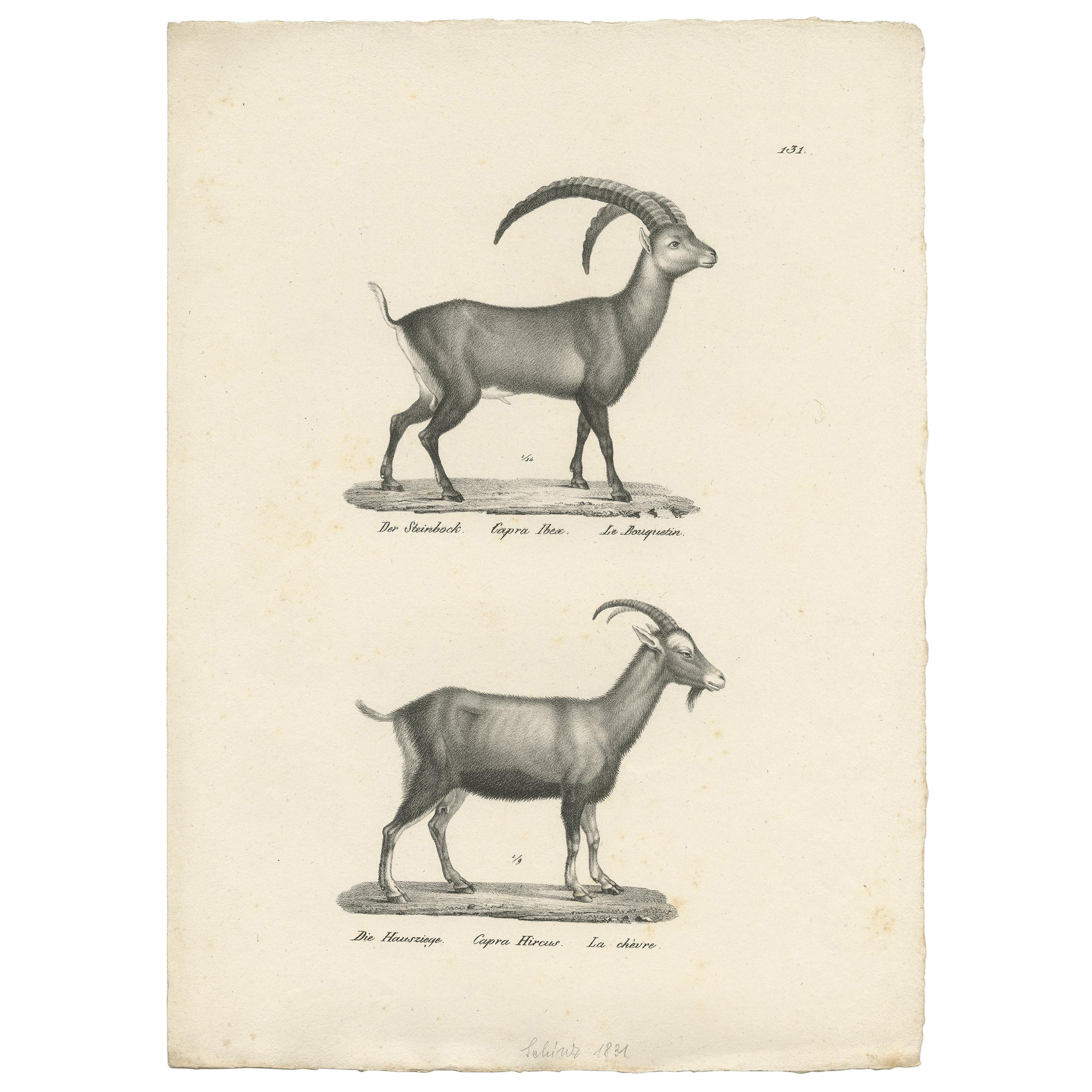 Grabado antiguo de un íbice y una cabra doméstica de Schinz, 'c.1830'